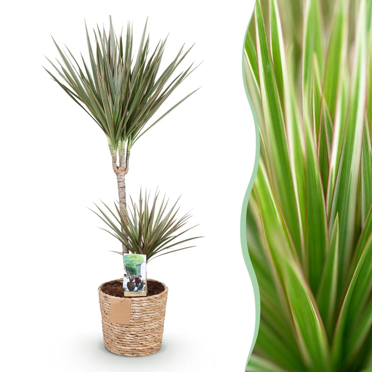 Green boutiQ - Zimmerpflanzen - Dracaena Marginata Bicolor - Drachenbaum - Pflegeleicht - mit Korb - Grün - Braun - 1 Pflanze - Topf 21cm - Höhe 90-100cm 