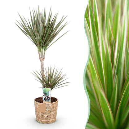 Green boutiQ - Zimmerpflanzen - Dracaena Marginata Bicolor - Drachenbaum - Pflegeleicht - mit Korb - Grün - Braun - 1 Pflanze - Topf 21cm - Höhe 90-100cm 