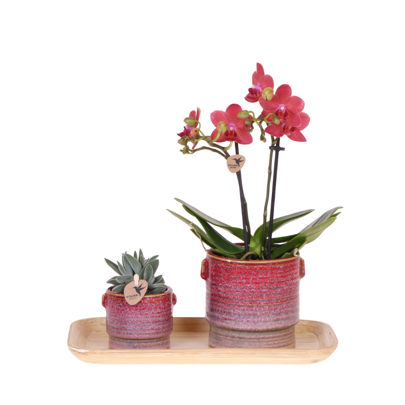 Kolibri Orchids | Geschenkset Aura | Rosa Phalaenopsis-Orchidee Congo mit Grüner Pflanze in Aura-Ziertöpfen auf Bambustablett 