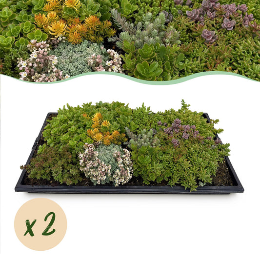 GreenboutiQ - Bodendecker - Winterhart - Sedummatte - Besteht aus 10 Sorten - X2 - Wenig Pflege - Länge 50cm Breite 30cm 