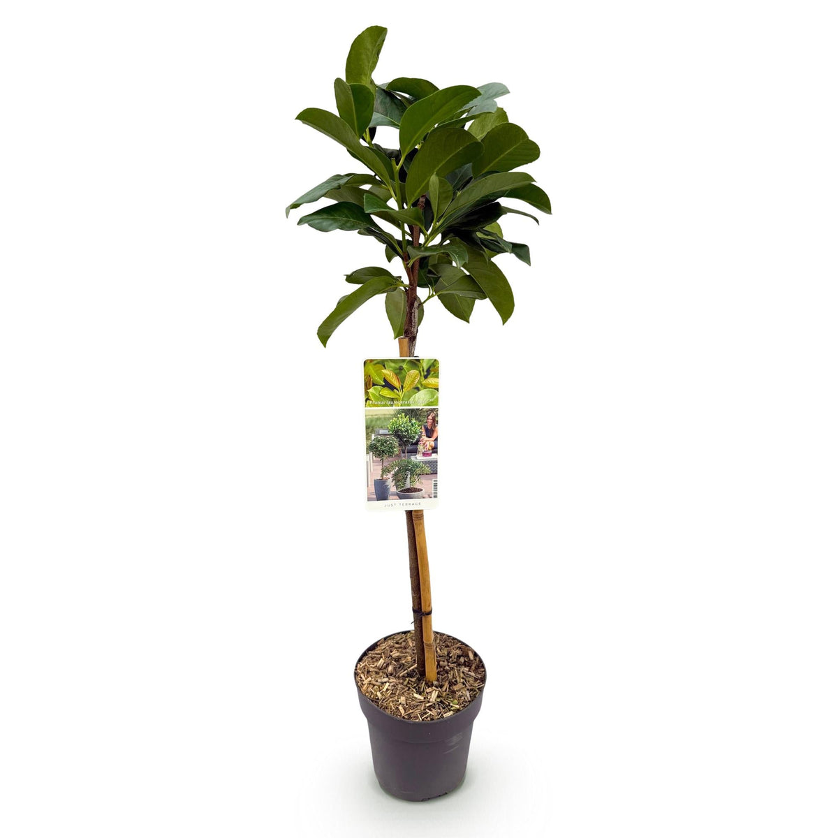 Kirschlorbeer - Prunus laurocerasus Etna – Stamm-Pflanze – Immergrün – Höhe ca. 90 cm – Topf Ø19 cm – Pflegeleicht – Für Terrasse, Balkon & Garten – Dekorativ & robust 