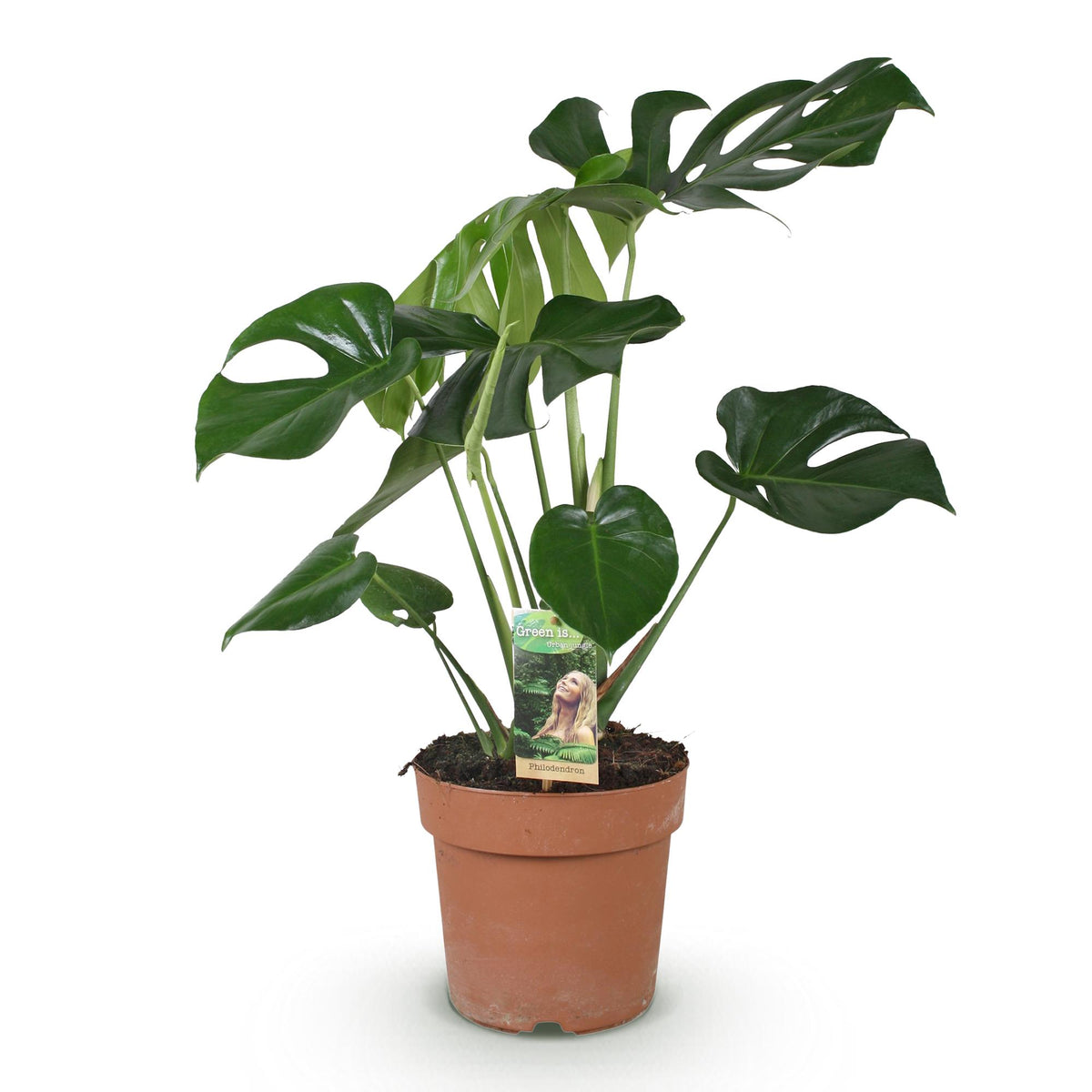 Green boutiQ - Zimmerpflanzen - Monstera Deliciosa - Fensterblatt - Wenig Pflege - Grün - 1 Pflanze - Topf 21cm - Höhe 70-80cm 