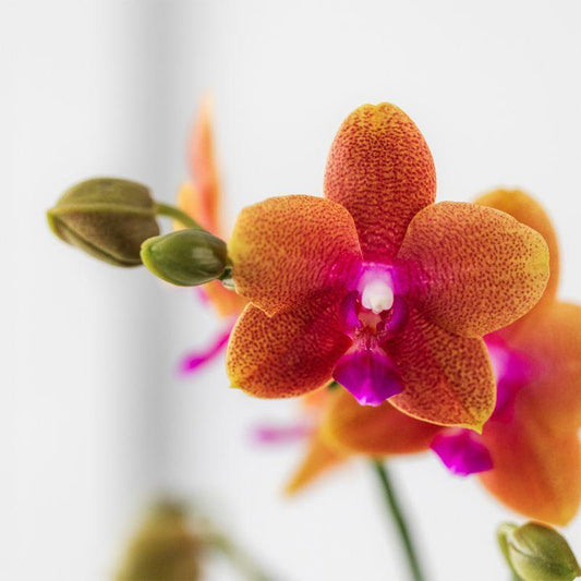 Duftende Phalaenopsis-Orchidee Fragrance – Orange – Ø9cm Topf – Blühende Zimmerpflanze mit Duft – Frisch vom Züchter – Für helle Innenräume 