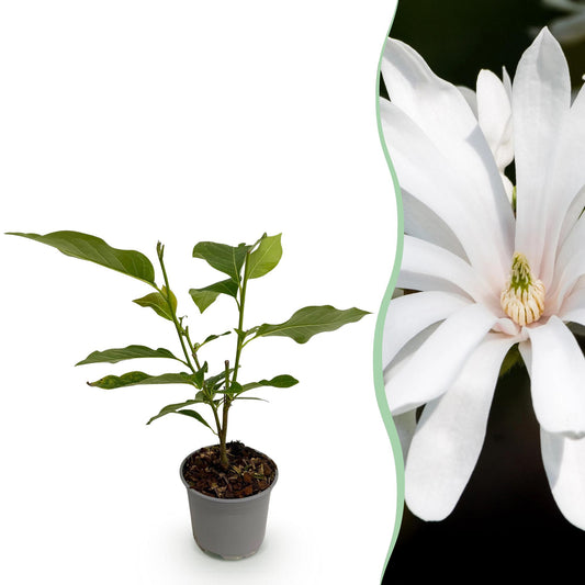 GreenboutiQ - Gartenpflanze - Magnolia stellata Royal Star - Blüte Weiß - 1 Pflanze - Laubabwerfend - Wenig Pflege - Topf 12cm Höhe 30cm 