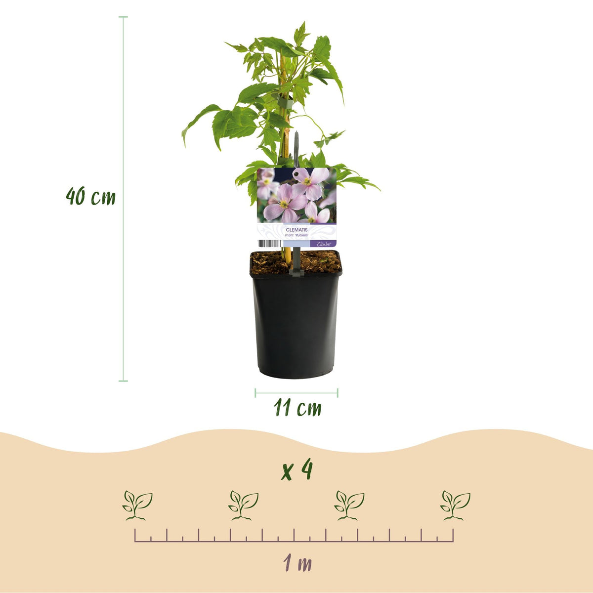 Kletterpflanze Clematis montana Rubens – Hellrosa Blüten – Frühblühend – 2 Pflanzen – 11 cm x H40 cm – Bis 10 m – Pflegeleicht – Ideal für Garten, Balkon & Pergola 