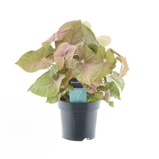 Syngonium Red Heart Feel Green - Ø14cm - ↕30cm 