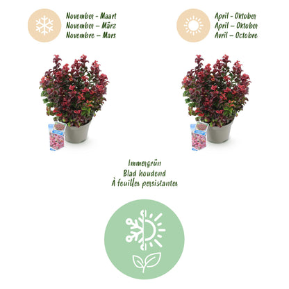 GreenboutiQ - Gartenpflanze - Leucothoe Curly Red - Rot - 1 Pflanze - Immergrün - Wenig Pflege - Topf 17cm Höhe 40cm 