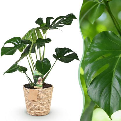 Green boutiQ - Zimmerpflanzen - Monstera Deliciosa - Lochpflanze - Wenig Pflege - mit Korb - Grün - 1 Pflanze - Topf 17cm - Höhe 50-55cm 