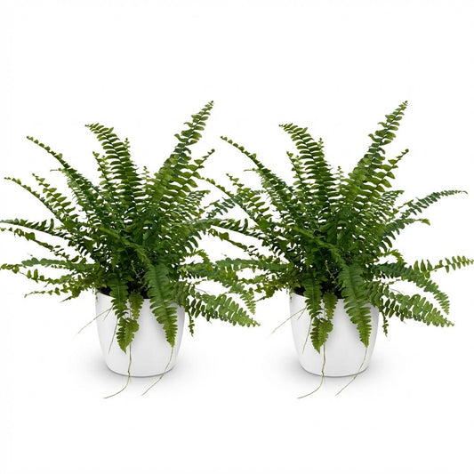 Green boutiQ - Zimmerpflanze - Nephrolepsis exaltata Green Lady - Farn - Haustierfreundliche Pflanze - Grün - 2 Pflanzen - mit Potter Weiß - Topf 12cm - Höhe 25cm 