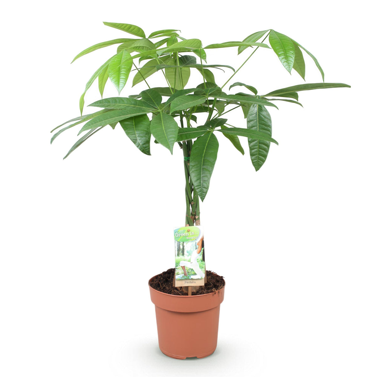Green boutiQ - Zimmerpflanzen - Geflochtener Stamm Pachira Aquatica - Geldbaum - Wenig Pflege - Grün - 1 Pflanze - Topf 17cm - Höhe 60-70cm 