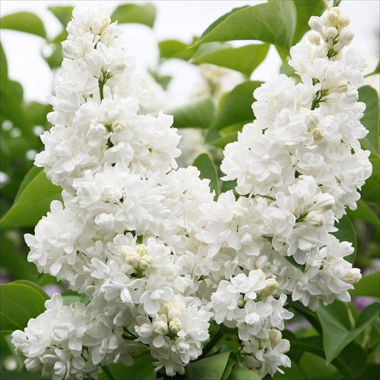 Green boutiQ - Garden Plant - Syringa vulgaris Mme Lemoine - Common Lilac - Hardy - White - 1 Plant - Pot 17cm - Height 45cm 