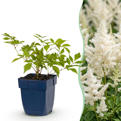 Prachtspiere 'Deutschland' – Astilbe japonica 'Deutschland' – Topf Ø11cm – Ansicht 2