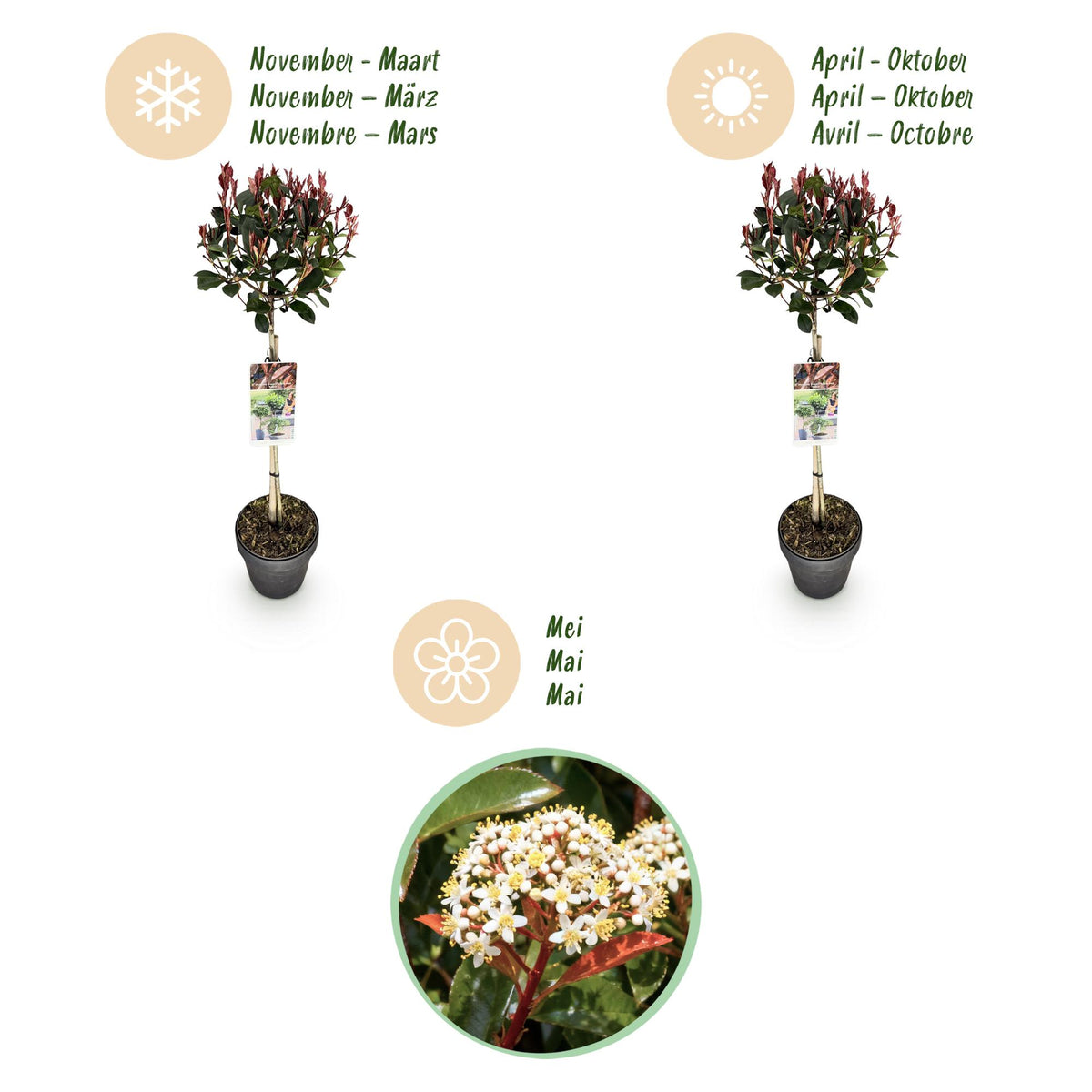 GreenboutiQ - Stamm Pflanze - Photinia fraseri Little Red Robin - Terrassenpflanze - Immergrün - Winterhart - Grün-Rotes Blatt - Topf 19cm Höhe 90cm 