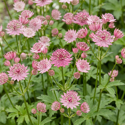 Sterndolde – Astrantia major – 6 Pflanzen – Topf Ø11cm – Bienenfreundliche Staude für Garten & Balkon – Ansicht 5