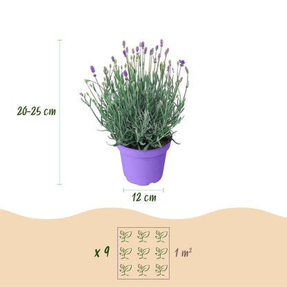 Green boutiQ - Gartenpflanze - Lavandula angustifolia Munstead - Lavendel - Winterhart - Violett - 1 Pflanze - Topf 12cm - Höhe 15-25cm 