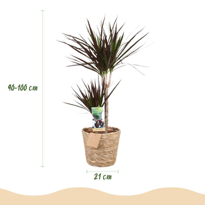 Green boutiQ - Zimmerpflanzen - Dracaena Magenta - Drachenblutbaum - Wenig Pflege - mit Korb - Rot - 1 Pflanze - Topf 21cm - Höhe 90-100cm 