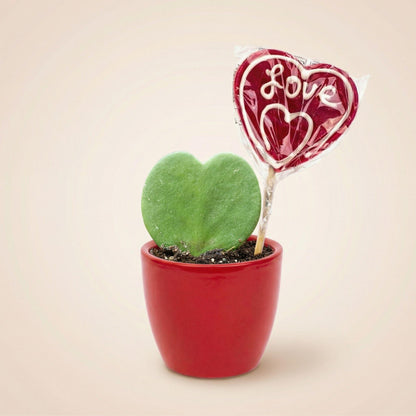 Sweetheart Pflanzen-Set – Grünes Mini-Geschenk – Topf & Pflanze – Rot 