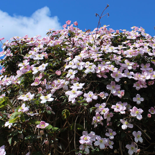 Kletterpflanze Clematis montana Rubens – Hellrosa Blüten – Frühblühend – 2 Pflanzen – 11 cm x H40 cm – Bis 10 m – Pflegeleicht – Ideal für Garten, Balkon & Pergola 