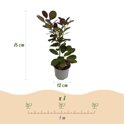 GreenboutiQ - Gartenpflanze - Cotinus coggyria Royal Purple - Lila - 1 Pflanze - Laubabwerfend - Wenig Pflege - Topf 12cm Höhe 35cm 