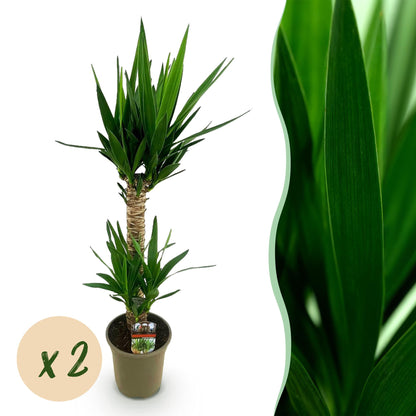 Yucca Elephantipes – 120cm – ø19cm – Pflegeleichte Palmlilie mit schmalen Blättern – Robuste Zimmerpflanze für helle & halbschattige Räume – Elegante Grünpflanze für Wohnzimmer & Büro 