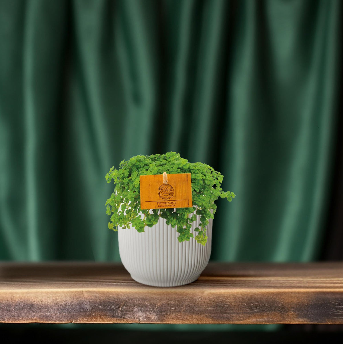 Kanonierblume – Pilea depressa – Ø10,5cm – ↕15cm – Zimmerpflanze – Pflegeleicht & luftreinigend – Kompakte Grünpflanze für Innenräume 