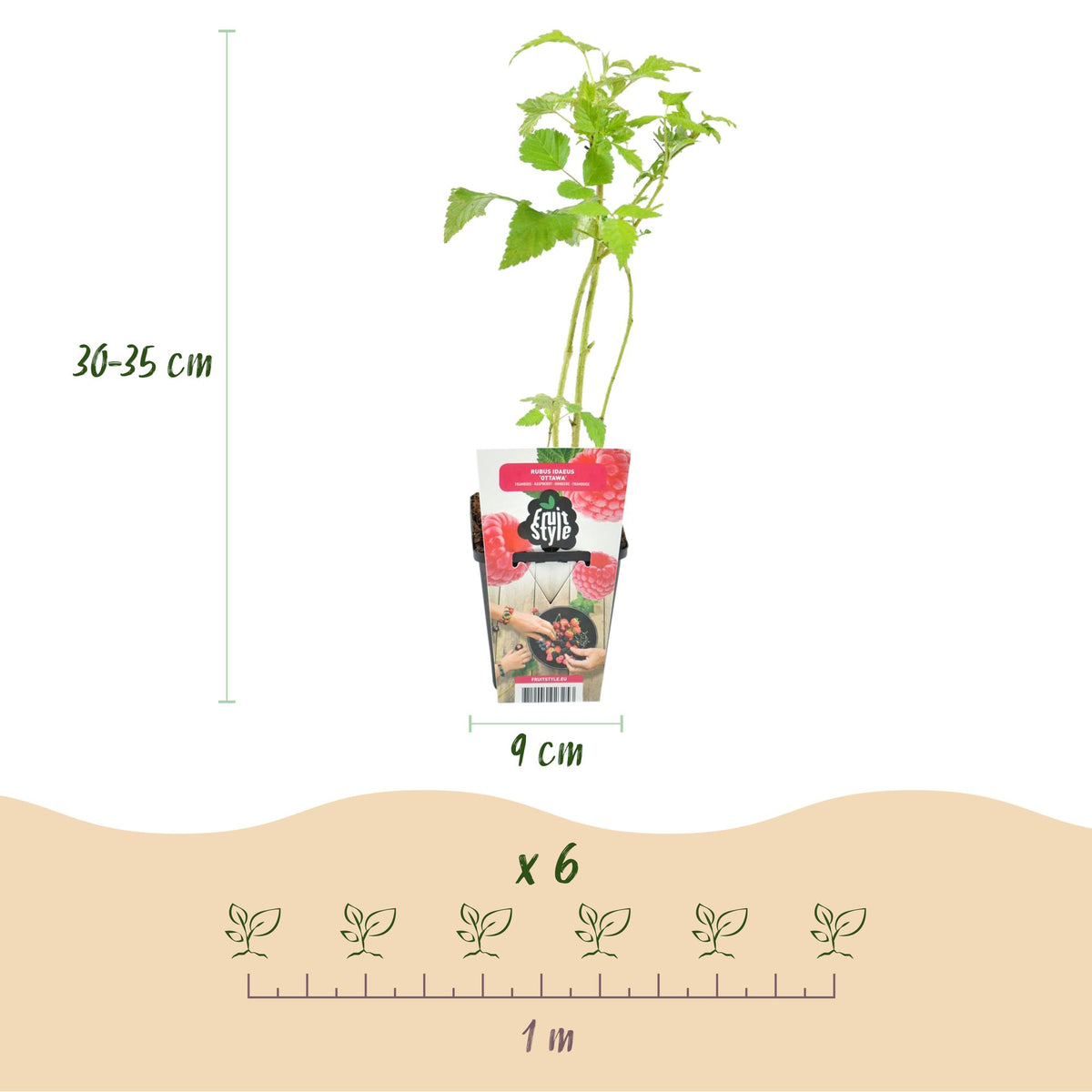Himbeere Rubus idaeus Heritage winterhart 3 Pflanzen Ø9cm Höhe 30cm – Rote Himbeere für Garten Beet Balkon & Terrasse – Ertragreiche Obstpflanze 