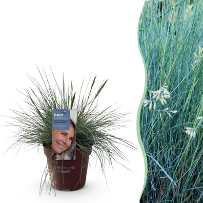 GreenboutiQ - Ziergräser - Festuca glauca Intense Blue - Blau - 1 Pflanze - Immergrün - Winterhart - Topf 17cm Höhe 50cm 