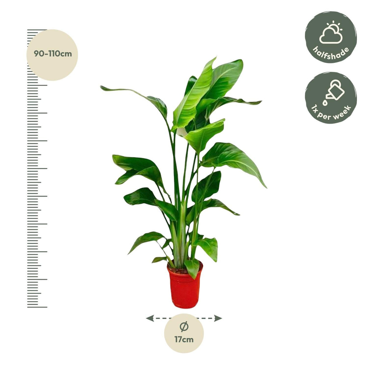 Strelitzia Nicolai – Paradiesvogelblume – Zimmerpflanze 70–90 cm – Ø17 cm – Tropische Grünpflanze für Wohnzimmer & Büro – Exotisch & pflegeleicht 