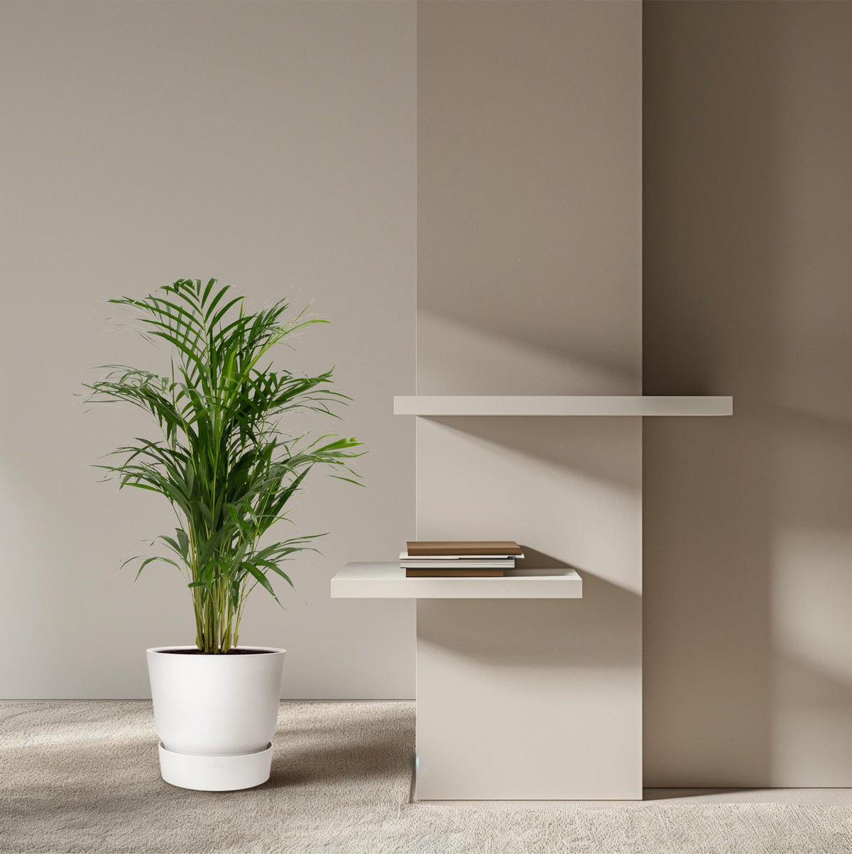 Areca-Palme - Ø17cm - ↕70cm 
