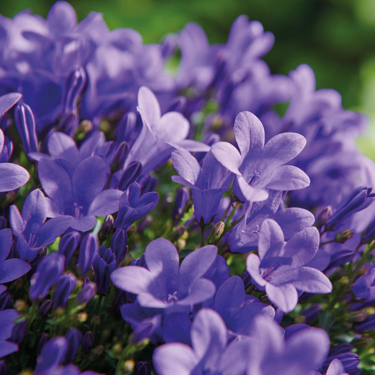 Campanula Addenda - Glockenblume lila Topfgröße 12cm - 1m2 Bodendecker - 6 Pflanzen - Ambella Lila - Winterhart 