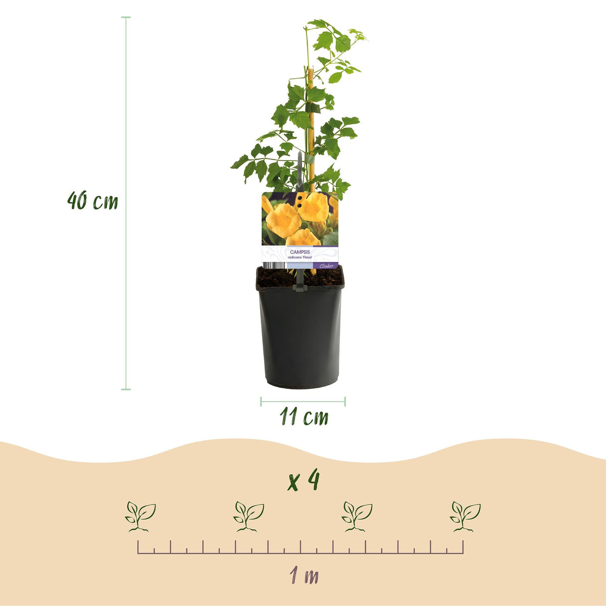 Trompetblume - Campsis radicans Flava - Blüte Gelb - Wenig Pflege - 2 Pflanzen - Topf 11cm Höhe 40cm 