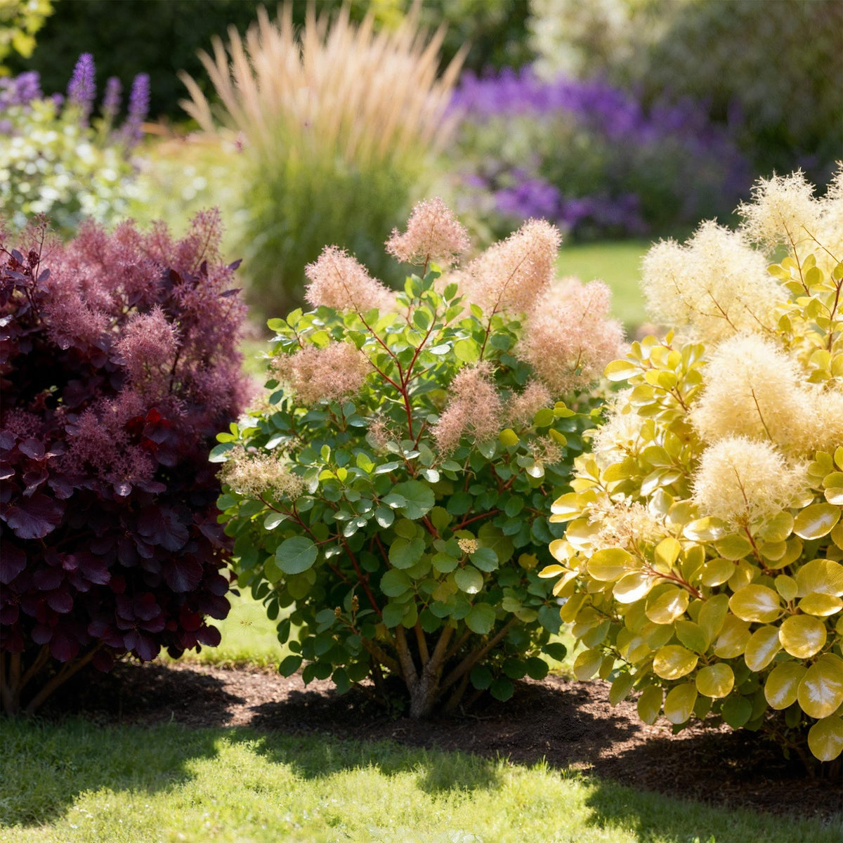 GreenboutiQ - Gartenpflanze - Cotinus coggyria Tricolour - Lila-Grün-Gelb - 3 Pflanzen - Laubabwerfend - Wenig Pflege - Topf 12cm Höhe 35cm 