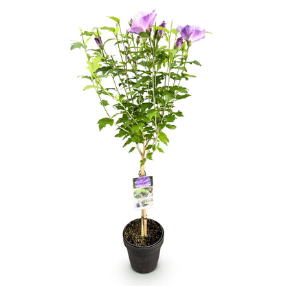 GreenboutiQ - Stamm Pflanze - Hibiscus syriacus Lavendor Chiffon® - Terrassen Pflanze - Laubabwerfend - Winterhart - Lila Blüte - Topf 19cm Höhe 90cm 