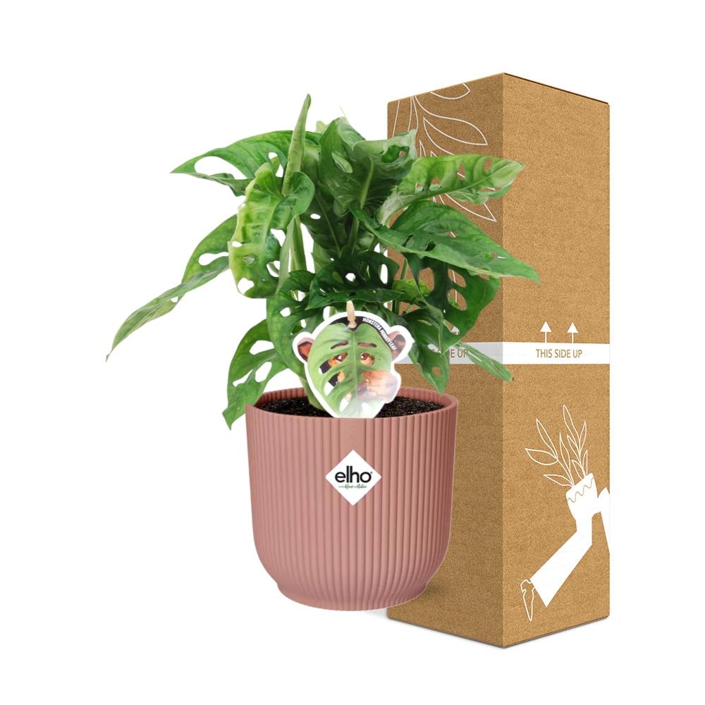 Fensterblatt – Monstera ‘Monkey Leaf’ im Topf Vibes Fold 14cm – Zimmerpflanze im Dekotopf Rose – Pflegeleicht & luftreinigend – Tropisches Flair für Wohnräume 