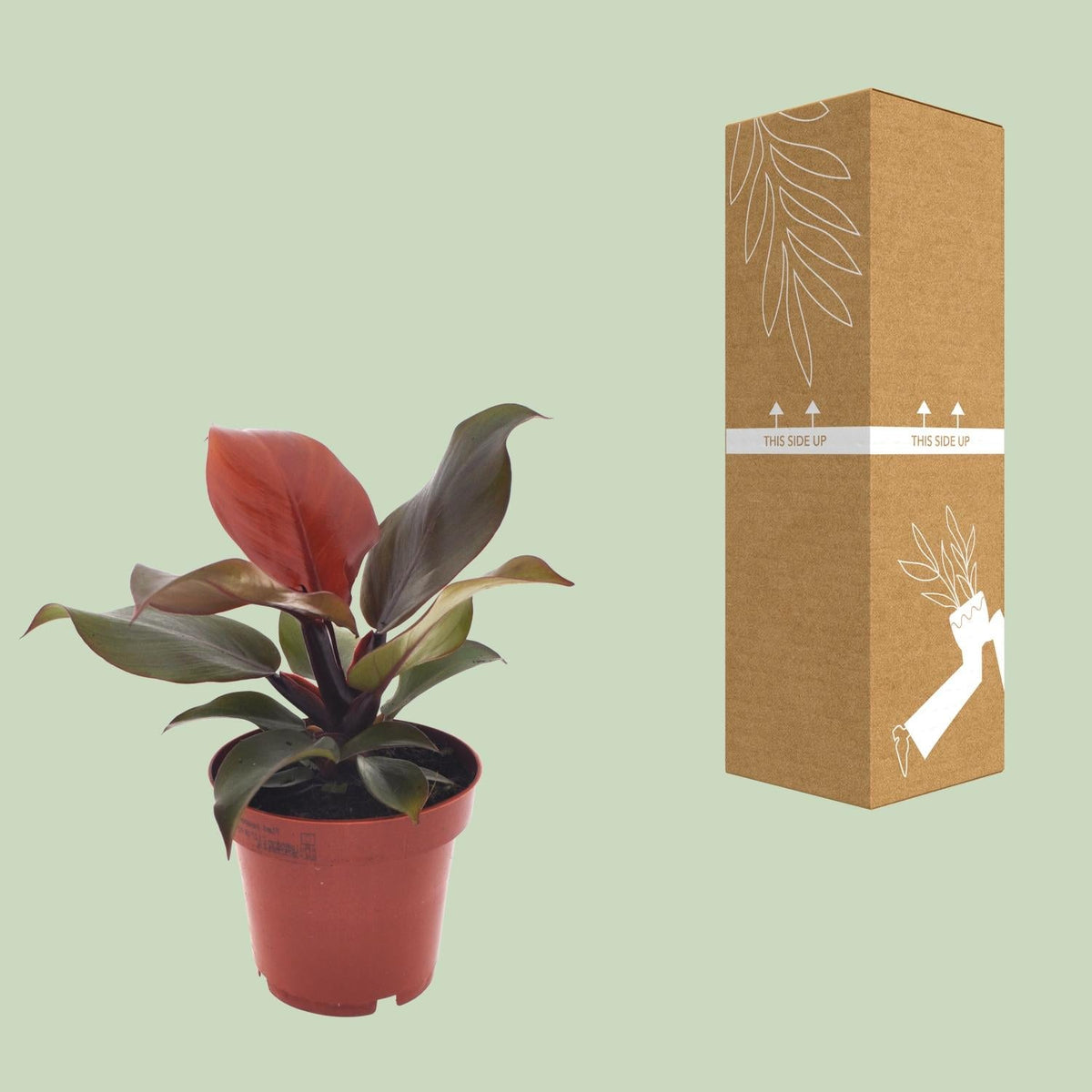 Philodendron Imperial Red – Ø12cm – ↕25cm – Tropische Zimmerpflanze – Luftreinigend & dekorativ – Pflegeleicht 