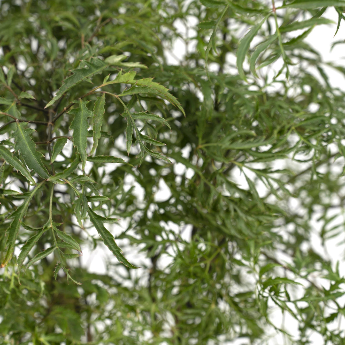 Polyscias Fruticosa (Aralia) - Ø21cm - ↕75cm 