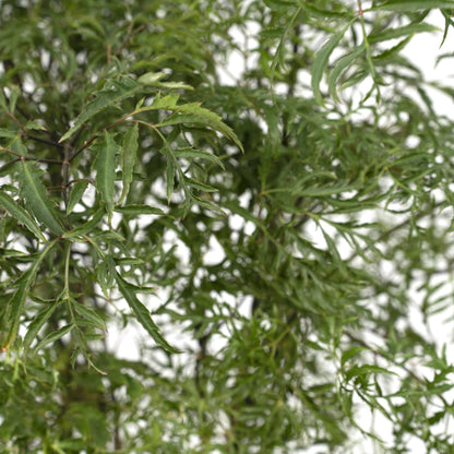 Polyscias Fruticosa (Aralia) - Ø21cm - ↕75cm 