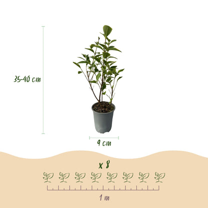 Ovalblättriger Liguster Ligustrum ovalifolium Aureum – Immergrüne Heckenpflanzen – 8 Pflanzen – 1 m – 9 cm Höhe 35–40 cm – Gelb-Grün – Pflegeleicht 