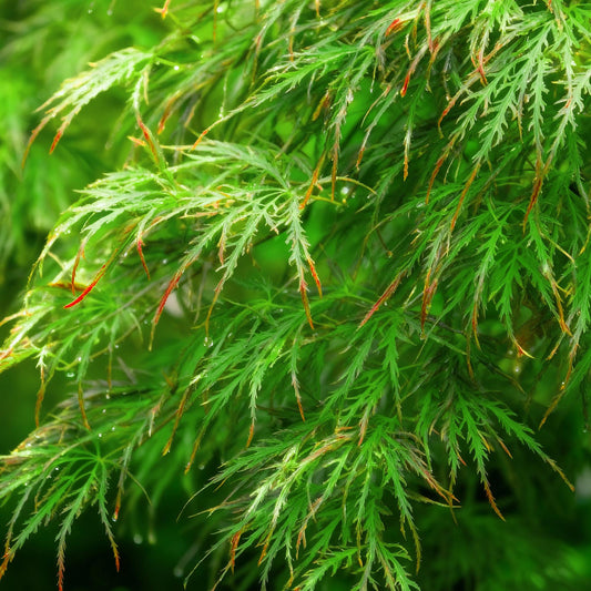 GreenboutiQ - Gartenpflanze - Acer palmatum Emerald Lace - Grün - 1 Pflanze - Laubabwerfend - Pflegeleicht - Topf 12cm Höhe 35cm 