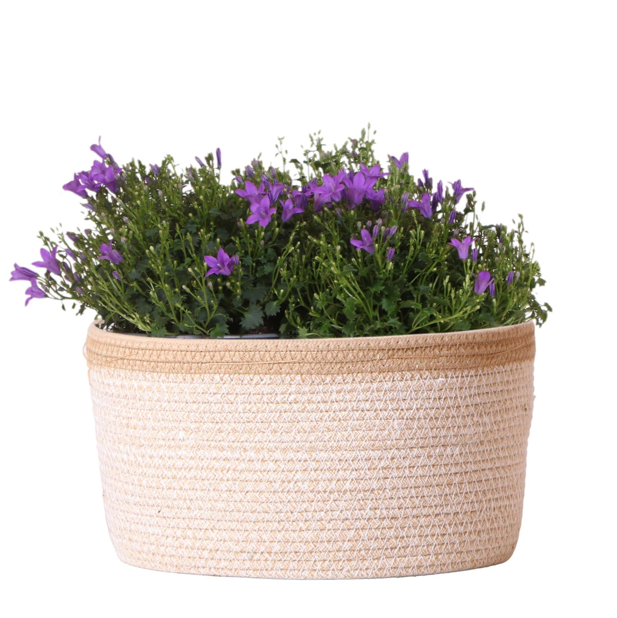 Campanula Addenda Ambella Intense purple - Baumwollschale mit Campanula mit Bewässerungssystem - 3 Stück - Glockenblume lila - Topfgröße 12cm 