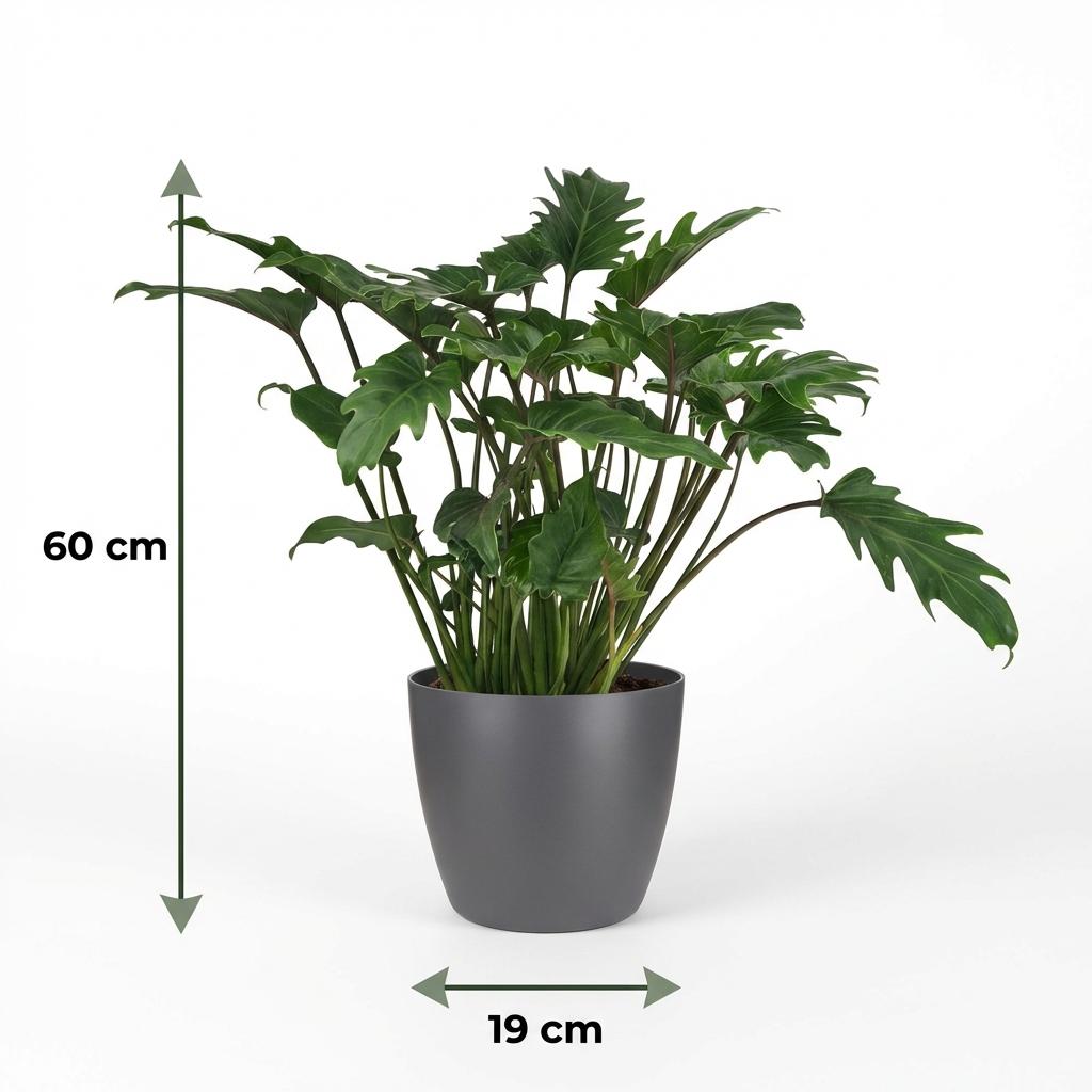 Philodendron Xanadu Zimmerpflanze 60cm – grüne Blattpflanze im Übertopf Grau Ø19cm – tief eingeschnittene Blätter – pflegeleicht für Wohnung & Büro, ideal bei Halbschatten 