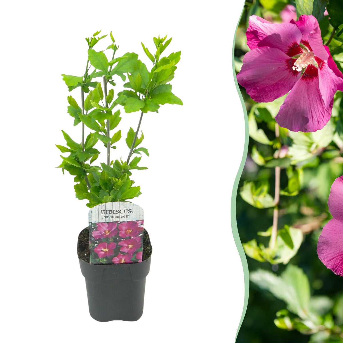 Garteneibisch Hibiscus syriacus Woodbridge – Strauch – Blüte Rosa – Laubabwerfend – Pflegeleicht – 17cm Höhe 45cm – Für Garten & Terrasse 
