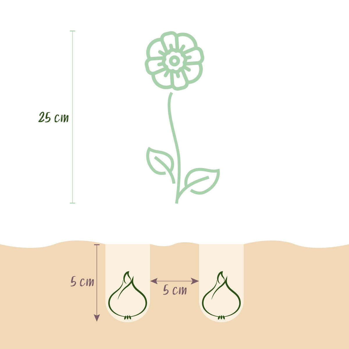 GreenboutiQ - Blumenzwiebeln - Eranthis Cilicica - Farbe Gelb - 25 Stück - Zwiebelgröße 4/5 - XXL Pack 