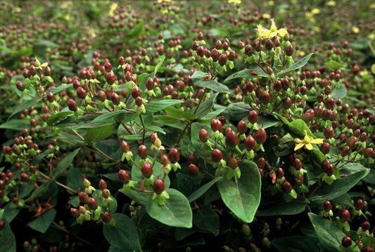 Hypericum inodorum 'Rheingold' – 24 Pflanzen – ↕10-25cm – Ø9cm – Zierstrauch mit goldgelbem Laub & gelben Blüten – Winterhart & pflegeleicht – Für Beete, Töpfe & als Bodendecker 