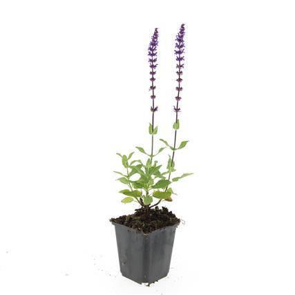 Blüten Salbei Salvia nemorosa Caradonna – ↕10-25cm – Ø9cm – Tiefviolett – Bienenfreundlich – Pflegeleicht – Ansicht 23