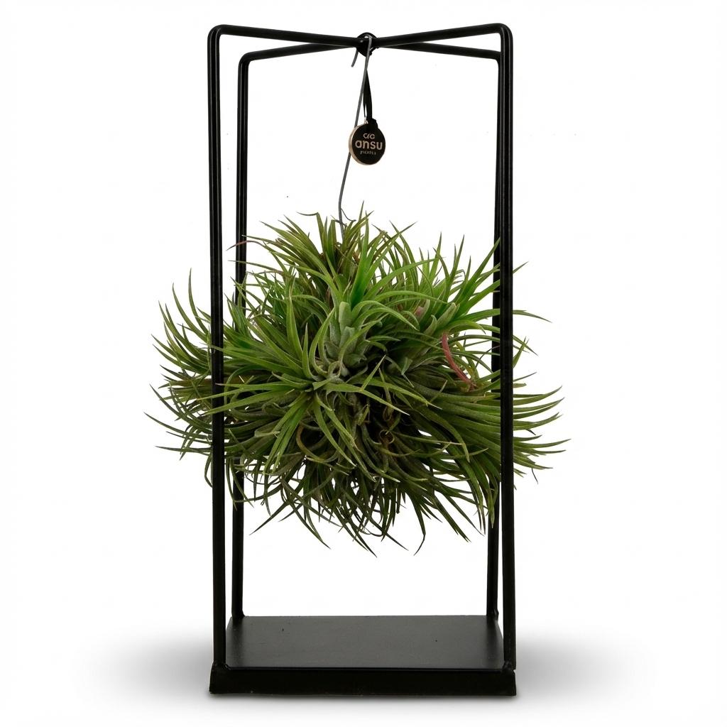 Luftpflanze Tillandsia im Dekor Ø14cm Höhe37cm – Erdefreie Air Plant in dekorativer Schale – Modernes Pflanzen-Dekoobjekt für Wohnraum & Büro 