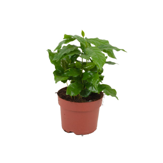 Kaffeepflanze Coffea Arabica Ø12cm Höhe20–25cm – Tropische Zimmerpflanze mit glänzenden Blättern – Dekorative Kaffeepflanze für Wohnraum & Büro 
