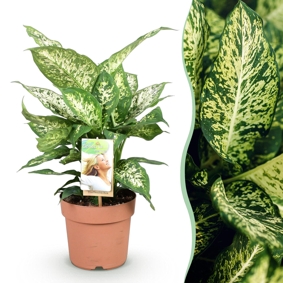Green boutiQ - Zimmerpflanzen - Diefenbachia Compacta - Dieffenbachia - Wenig Pflege - Bunt - 1 Pflanze - Topf 17cm - Höhe 45-50cm 