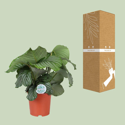 Calathea Orbifolia – Korbmarante - Ø21cm – ↕70cm – Tropische Zimmerpflanze mit großen, silbergrünen Blättern – Luftreinigende Pflanze – Für halbschattige Innenräume 