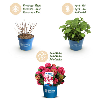 Green boutiQ - Gartenpflanze - Hydrangea Endless Summer Summer Love Red - Hortensie - Winterhart - Rot - 1 Pflanze - Topf 14cm - Höhe 20-25cm 